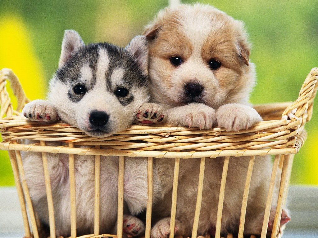 48286-puppies-basket-of-puppies